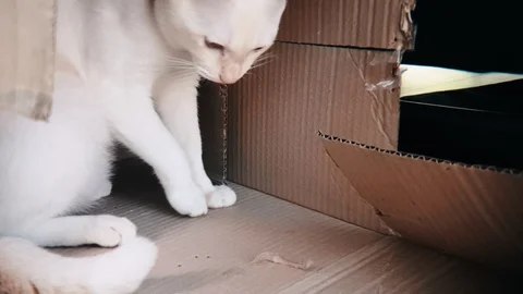 White siamese cat playing with piece of cardboard paper in slow motion Vídeos de archivo 100639089