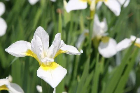 White siberian iris Stock Photos