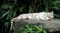 White Siberian Tiger (Panthera Tigris Altaica) Amur, Altaic, Ussuri Tiger HD Footage