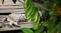 White Siberian Tiger (Panthera Tigris Altaica) Amur, Altaic, Ussuri Tiger HD Footage