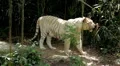 White Siberian Tiger (Panthera Tigris Altaica) Amur, Altaic, Ussuri Tiger HD Footage