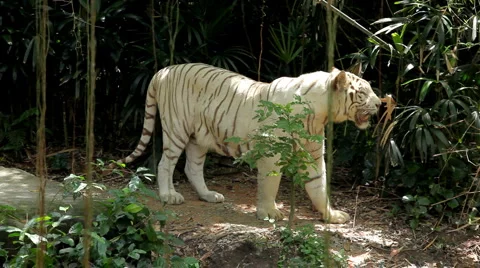 White Siberian Tiger (Panthera Tigris Altaica) Amur, Altaic, Ussuri Tiger Stock Footage