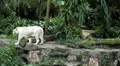 White Siberian Tiger (Panthera Tigris Altaica) Amur, Altaic, Ussuri Tiger HD Footage