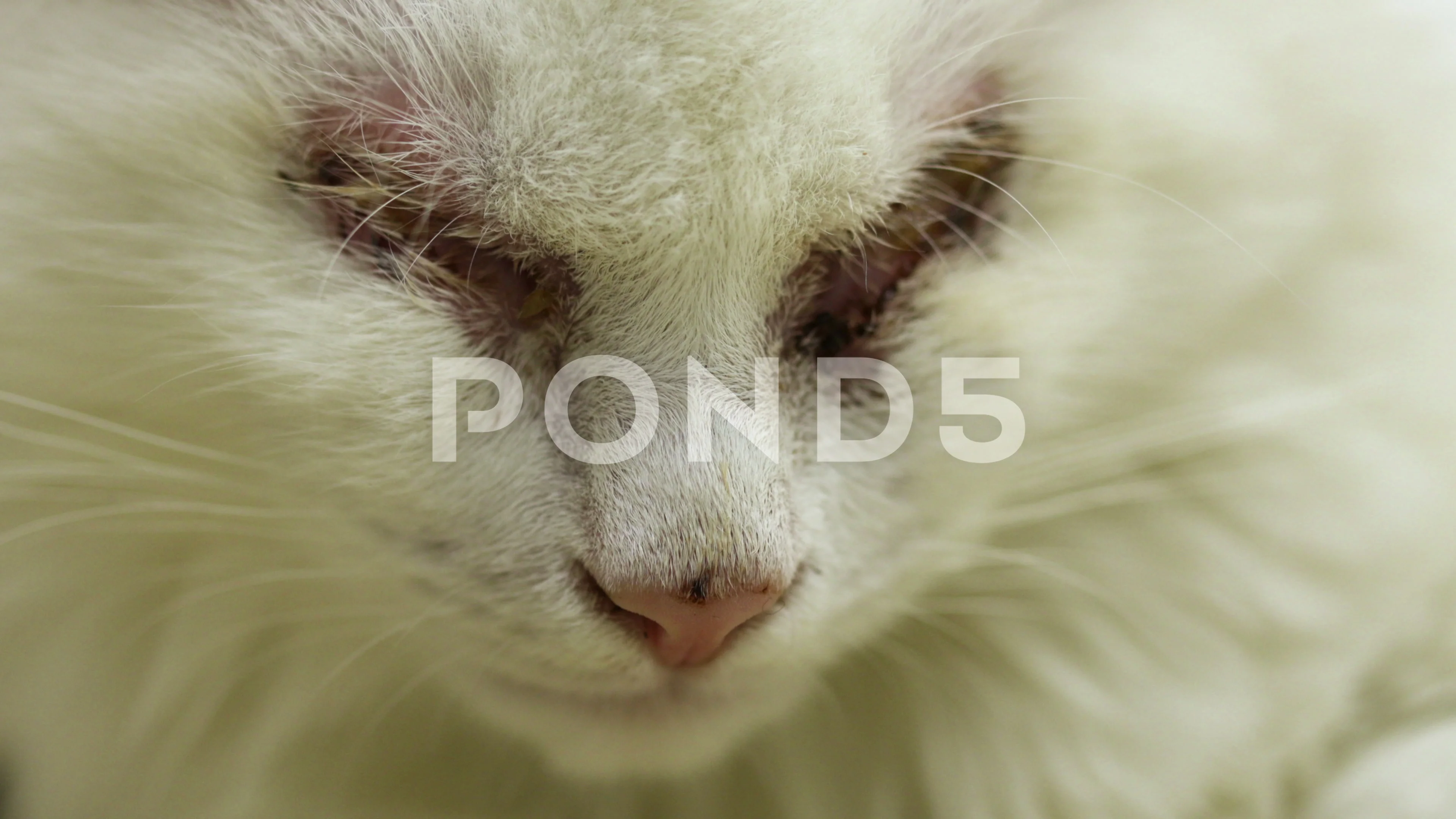 white sick cat without eyes. injured ani... | Stock Video | Pond5