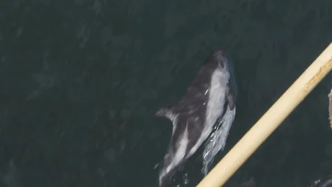 White-sided dolphins playing in the Atlantic ocean Stock Footage 152465653