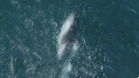 White-sided dolphins playing in the Atlantic ocean Stock Footage 152465750
