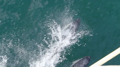 White-sided dolphins playing in the Atlantic ocean Stock Footage 152465993