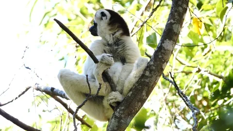 White Sifaka Lemur Yawning In A Tree, Isalo National Park, Madagascar Stock Footage 125340407