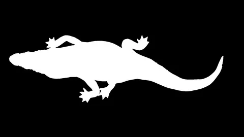 White silhouette of a moving crocodile. Alpha channel. Alpha matte. FullHD. Stock Footage 102718330