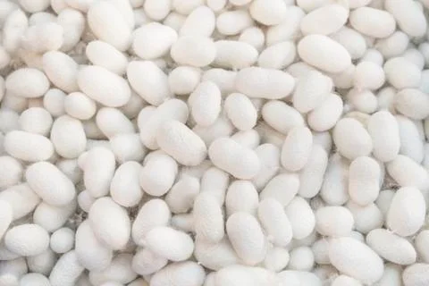 White silkworm cocoons as a background Stock Photos