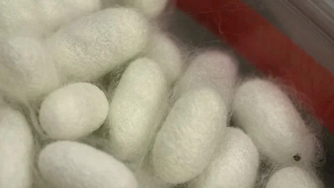 White silkworm cocoons shell Stock-Footage 93523715