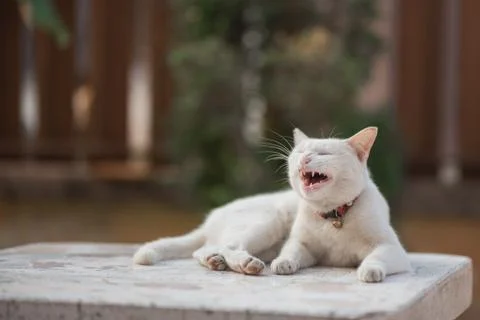 White sitting on the white table Stock Photos