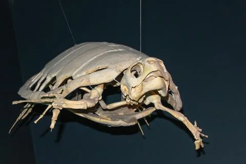 White skeleton bones of turtle on black background. Marine Chelonioidea turtles. Stock Photos