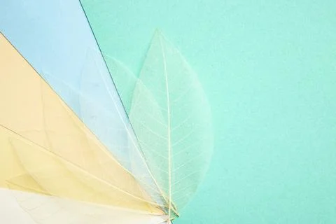 White skeleton leaves on multi colored paper sheets Stock Photos