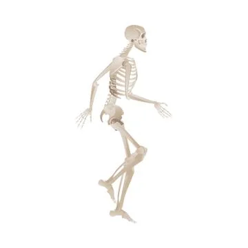 White skeleton running or walking in dynamic posture Stock Illustration