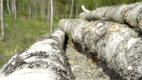 The white skin of the spruce tree in the forest ground Stock Footage 138590224