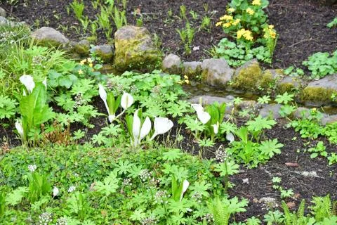 White skunk cabbage Stock Photos