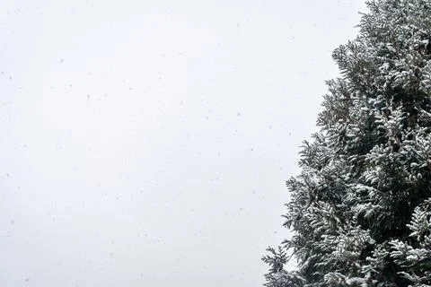 White sky, falling snow, winter pine tree, blank space background, Christmas Stock Photos