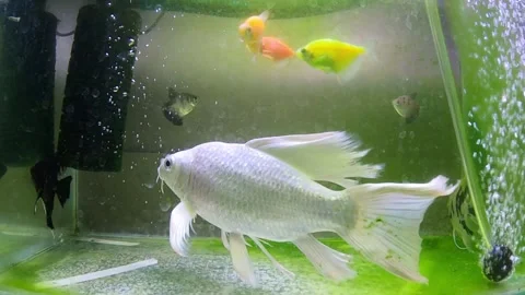 White Slayer Koi Fish Stock Footage 289683798