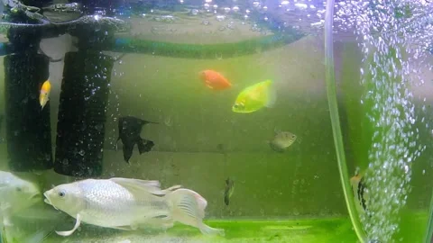 White Slayer Koi Fish Stock Footage 289683939