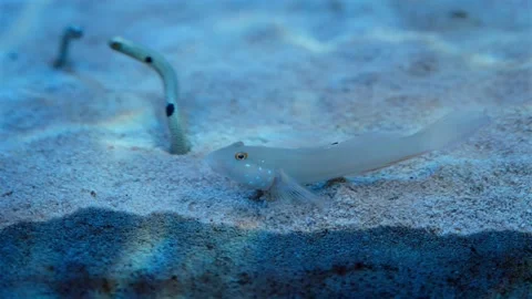 White sleeper goby shifting sand with garden eels in background Stock Footage 318891850
