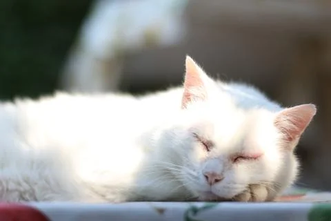 White sleeping cat 库存照片