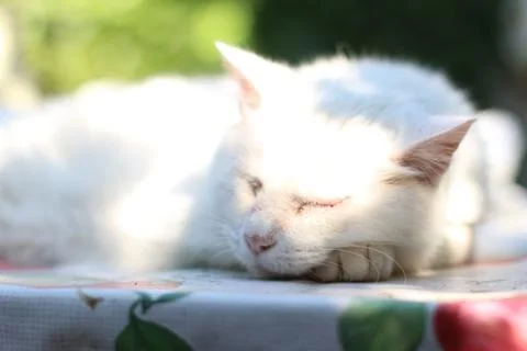 White sleeping cat 库存照片