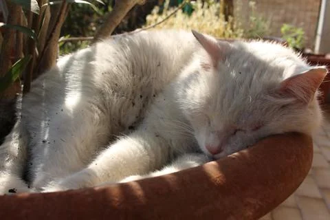 White sleeping cat 库存照片