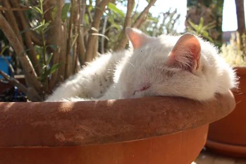 White sleeping cat 库存照片