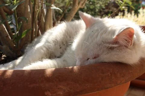 White sleeping cat 库存照片