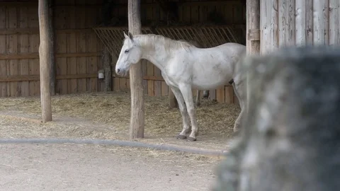 White sleeping horse in the open outside stall with hay.  Stock Footage