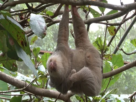 White sloth scratcing Stock Footage 85194340