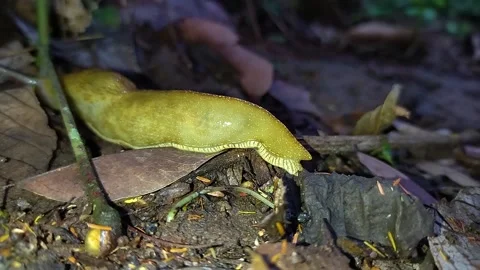 White slug . Stock Footage 173075098