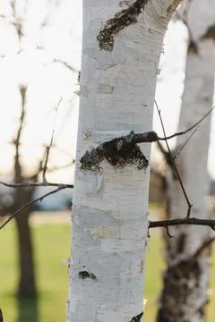 White small birch tree in spring with evening sun in background Foto stock