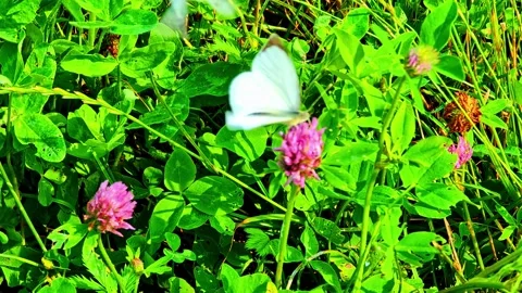 Butterfly Mofly Bush Stock Videos – Royalty-Free HD & 4K Videos | Page 5
