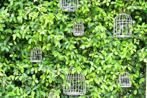 White small cage and tree wall. Stock Photos