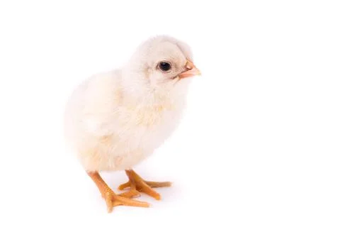 White small chicken Stock Photos