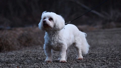 White small dog standing in the wind Stock Footage 128145549