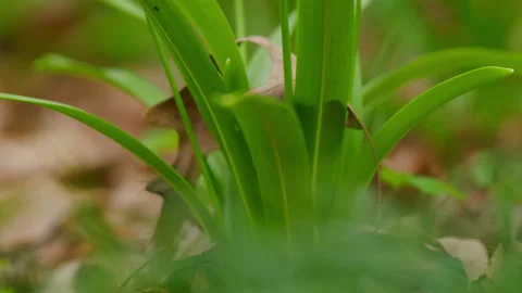 White Small Flower. Beautiful Common Snowdrop. Galanthus Nivalis. Fresh Common Stock Footage 260232964