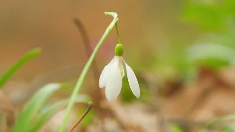 White Small Flower. Beautiful Common Snowdrop. Galanthus Nivalis. Fresh Common Stock Footage 260278516