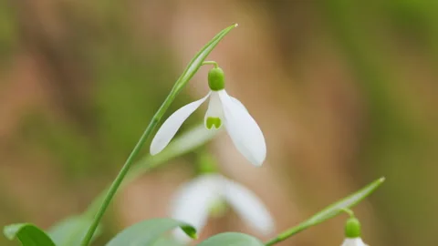 White Small Flower. Beautiful Common Snowdrop. Galanthus Nivalis. Fresh Common Stock Footage 260334974