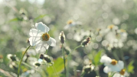 White small flower moving by the wind blows. Stock Footage 254111188