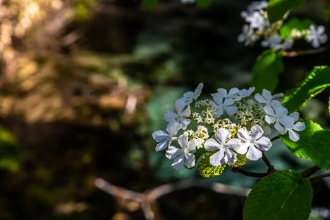 White small flower Stock Photos