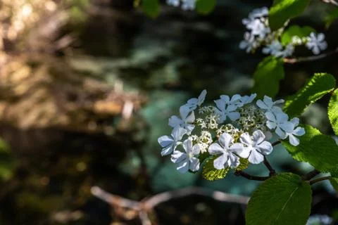 White small flower Foto stock