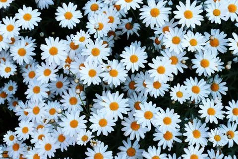 White small flower Foto stock