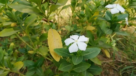 The white small flowers closeup Stock Footage 96811939
