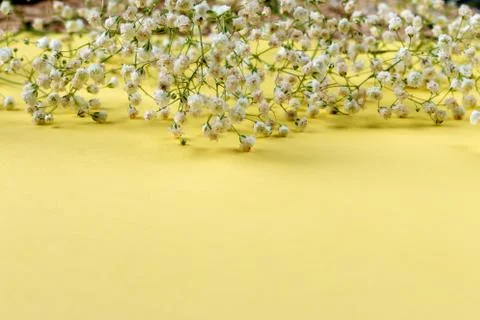 White small flowers on colored background Stock Photos