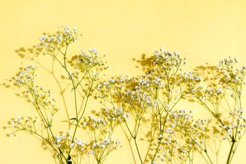 White small flowers on colored background Stock Photos
