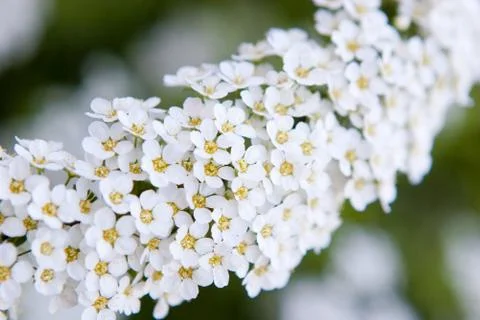 White small flowers - focus on the front part Foto stock