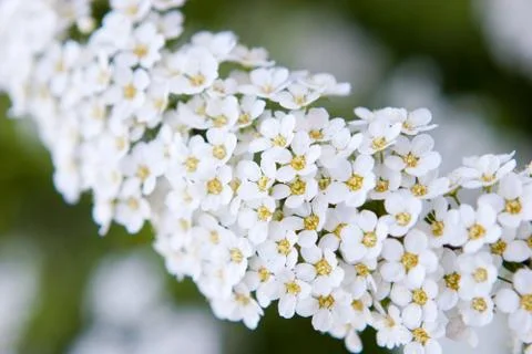 White small flowers - focus on the front part Stock Photos